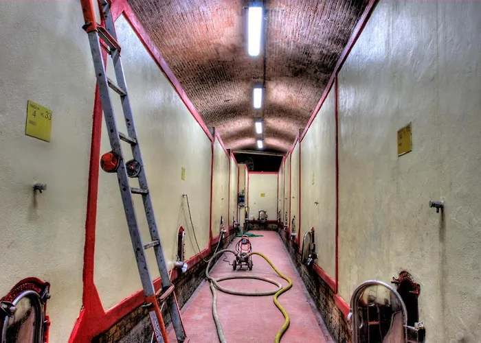 Primula * Poggibonsi