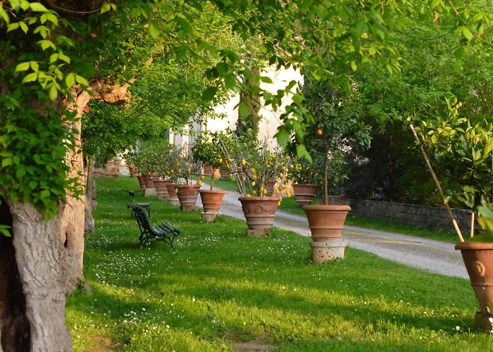 Primula * פוג'יבונסי