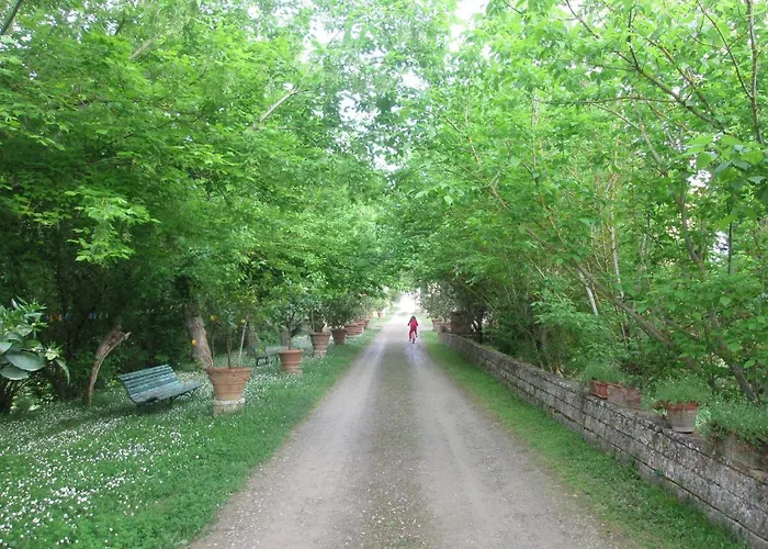 Primula פוג'יבונסי